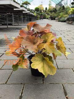 Heuchera "Southern Comfort" |P14