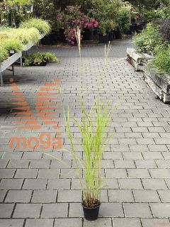 Miscanthus sinensis "Little Miss" |P14