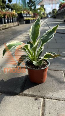 fortunova hosta "Francee"