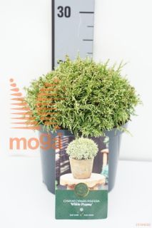 http://twentheplant.nl/tsd/88854_CHOWPYGM_8P18015020_1.jpg