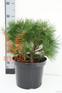 http://twentheplant.nl/tsd/94500_PIDBENEL_8P26030040_1.jpg