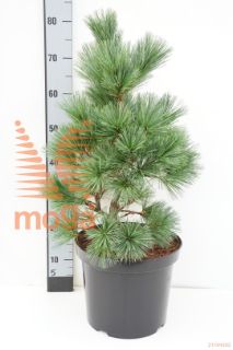 http://twentheplant.nl/tsd/94500_PIFPYGMA_9C12050060_1.jpg