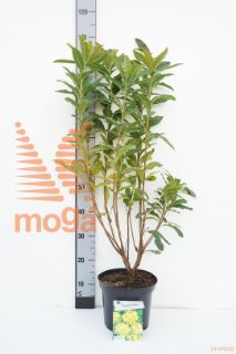 http://twentheplant.nl/tsd/55802_RHOHMOON_8p23040_1.jpg