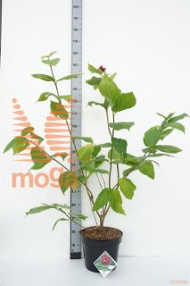 http://twentheplant.nl/tsd/94412_CAFAPHRO_9C12080100_1.jpg