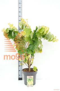 http://twentheplant.nl/tsd/81210_CECRSUN_9C12080100_1.jpg