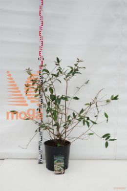 http://twentheplant.nl/tsd/93675_VIPMSCHR_9C10060080_1.jpg