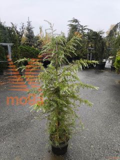 Cedrus deodara |150-175|C