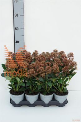 http://twentheplant.nl/tsd/82824_SKJDELIG_8P10.51015_1.jpg