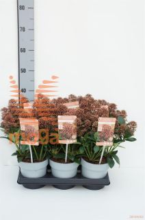 http://twentheplant.nl/tsd/82824_SKJDELIG_8P15025030_1.jpg