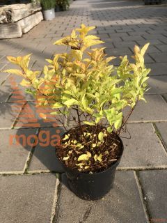 Spiraea japonica "Golden Princess" |15-20|P15