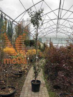 Carpinus betulus "Fastigiata" |250-300|Feathered|C