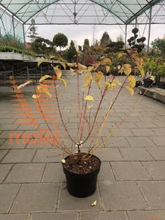 Cornus sanguinea "Midwinter Fire" |30-40|C2