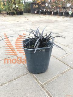 Ophiopogon planiscapus "Nigrescens" |P17