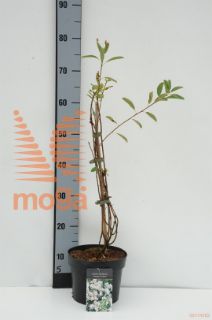 http://twentheplant.nl/tsd/58250_EXMBRIDE_8p19040050_1.jpg