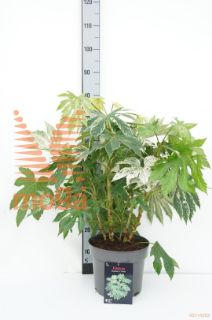 http://twentheplant.nl/tsd/88050_FAJSWEB_8P26060080_1.jpg