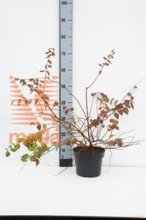 http://twentheplant.nl/tsd/58250_KOAMABIL_8p19040050_1.jpg