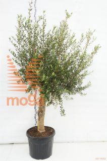 http://twentheplant.nl/tsd/83219_OLEFLORI_S070C70_1.jpg