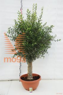 http://twentheplant.nl/tsd/83219_OLEUROPA_S040C40_1.jpg