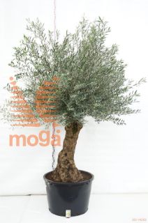 http://twentheplant.nl/tsd/83219_OLEUROPA_VOBREF84_1.jpg