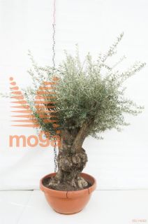 http://twentheplant.nl/tsd/83219_OLEUROPA_VOBREF93_1.jpg