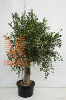 http://twentheplant.nl/tsd/83219_OLEUROPA_S080C100_1.jpg