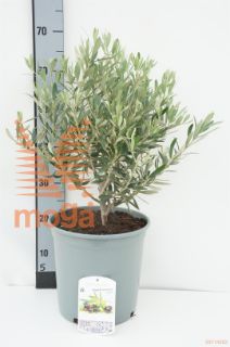 http://twentheplant.nl/tsd/83219_OLEUROPA_9C10040_1.jpg