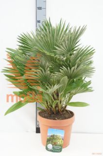 http://twentheplant.nl/tsd/500469_CHHVULCA_8P26050060_1.jpg