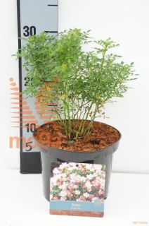 http://twentheplant.nl/tsd/76887_ROCPIE_8P17015020_1.jpg