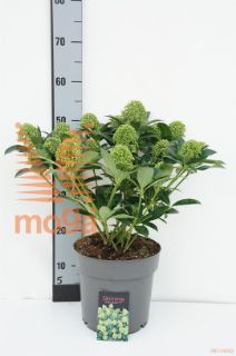 http://twentheplant.nl/tsd/88050_SKJWGLOB_8P22040050_1.jpg