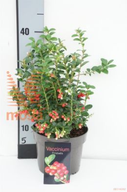 http://twentheplant.nl/tsd/88050_VAVIFIRE_8P17020025_1.jpg