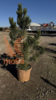 Pinus leucodermis "Compact Gem" |40-60|extra|C