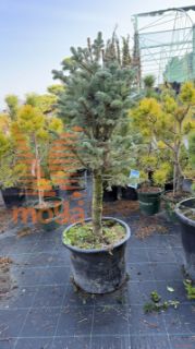 Abies lasiocarpa "Compacta" |80-100|C35