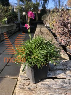 Armeria maritima "Abbey Deep Rose" |P9