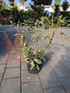 Kalmia latifolia "Ostbo Red" |20-40|C