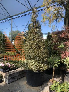 Ilex aquifolium "Argentea Marginata" |200-250|Cone|soliter|C110