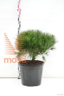 http://twentheplant.nl/tsd/93201_PIDAVERK_9C30060070_1.jpg