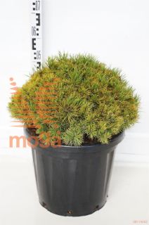 http://twentheplant.nl/tsd/93201_PIMOPHIR_9C25040045_1.jpg