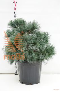 http://twentheplant.nl/tsd/93201_PISMACOP_9c30080100_1.jpg