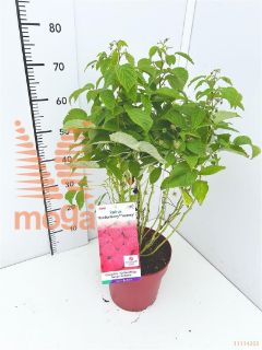 http://twentheplant.nl/tsd/91250_RUIYUMMY_8p26040060_2.jpg