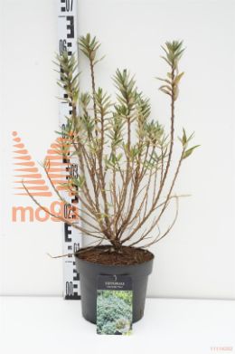 http://twentheplant.nl/tsd/58250_HIRHIKUL_8p19030035_1.jpg