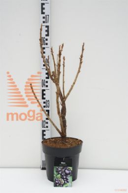 http://twentheplant.nl/tsd/58250_RINBBEN_8p19040050_1.jpg