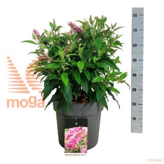 http://twentheplant.nl/tsd/55037_BUDBCLPI_9C15040050_2.jpg