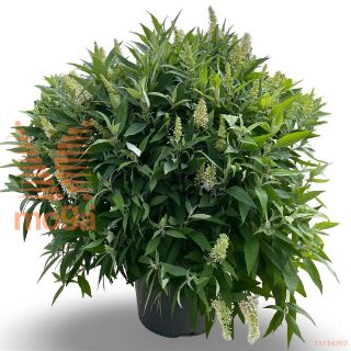 http://twentheplant.nl/tsd/81210_BUDBCLWH_9C12060080_2.jpg