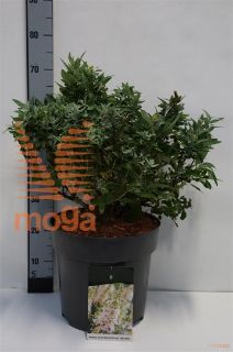 http://twentheplant.nl/tsd/55037_BUDBCLWH_9c15040050_1.jpg