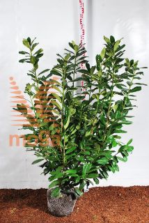 http://twentheplant.nl/tsd/68003_PRLNOVIT_K100120_2.jpg