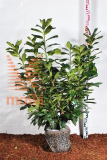 http://twentheplant.nl/tsd/68003_PRLNOVIT_K080100_2.jpg