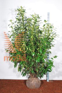 http://twentheplant.nl/tsd/53713_PRLNOVIT_K200225E_2.jpg