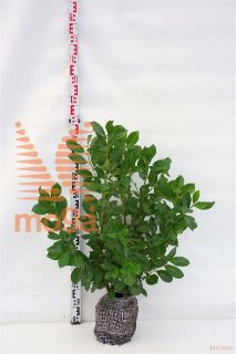 http://twentheplant.nl/tsd/68607_PRLROTUN_K060080_1.jpg