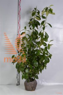 http://twentheplant.nl/tsd/68607_PRLROTUN_K080100_2.jpg