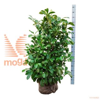 http://twentheplant.nl/tsd/53713_PRLROTUN_K100125E_1.jpg